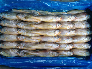 【山東小黃魚】山東小黃魚價格/圖片_山東小黃魚批發/采購_山東小黃魚廠家/供應商