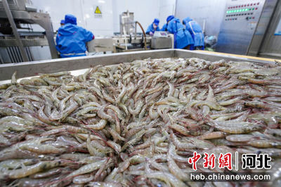 河北灤南:冷凍對蝦加工忙