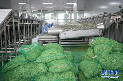 黑龍江克東 訂單種植模式助農脫貧增收