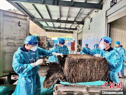 南寧海關(guān)推進(jìn)互市商品 落地加工 改革 加快邊境地區(qū)貿(mào)易發(fā)展