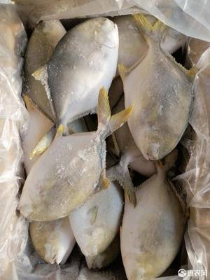 [金鯧魚(yú)凍金鯧魚(yú) 金鯧魚(yú)原全整條冷凍水產(chǎn)海鮮食品類加工經(jīng)銷批發(fā)價(jià)格廣價(jià)格280元/箱
