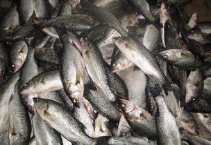 供應(yīng) 廠家直銷南美白對(duì)蝦 冷凍粗加工水產(chǎn)品 找產(chǎn)品 鄭州114網(wǎng) 幫助所有企業(yè)做成網(wǎng)上的B2B生意