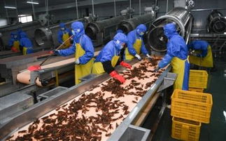 湖北中蝦農業 龍蝦產業生力軍,年加工小龍蝦3萬噸