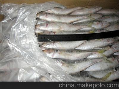 冷凍巴浪魚與竹莢魚批發指南 規格、圖片與石獅宏源水產供應