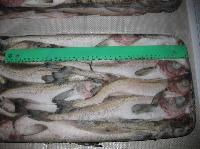 俄羅斯明太魚冷凍肉批發供應詳解