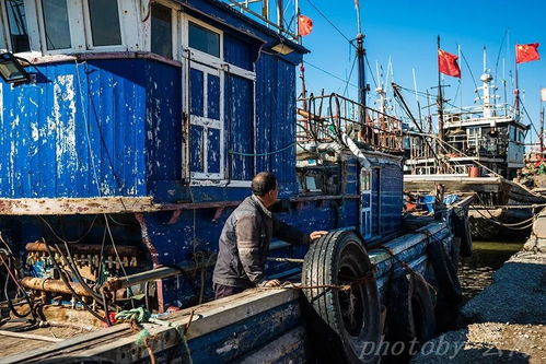 昌邑下營港冷凍肉批發市場概述與優勢